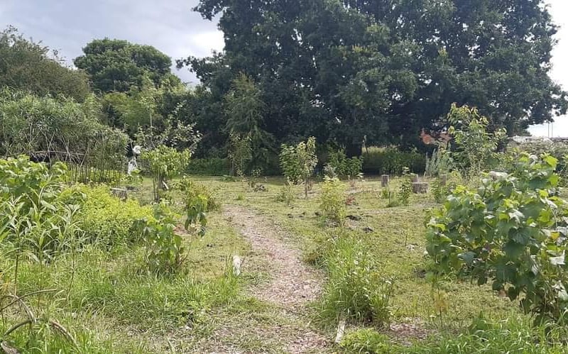 Celebrate the beauty of Spring with the volunteers at the much-loved Seacroft Forest Garden on Saturday, May 3rd, 2025. This event offers a wonderful opportunity for families to connect with nature through refreshments, engaging arts and crafts, and hands-on planting activities. 📌 Seacroft Community Forest Garden, Kentmere Avenue, Seacroft, Leeds, LS14 1LY.