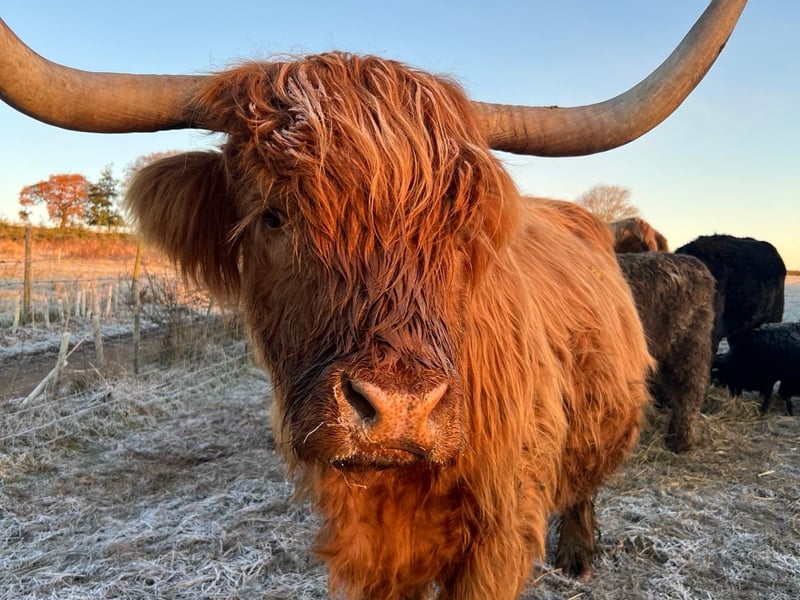 Get up close and personal with dozens of Highland Cows from across the North East and beyond at the Highland Cattle Show. Kids will have a blast with interactive activities like face painting and bouncy castles, plus fun games and crafts. Enjoy a tractor trailer ride around the field and take a self-guided tour of the farm to see the Highland Cattle in their natural habitat. Interact with other farm animals, including goats, guinea pigs, and chickens. 📌 Whirlow Hall Farm, Whirlow Lane, Sheffield, South Yorkshire, S11 9HL.