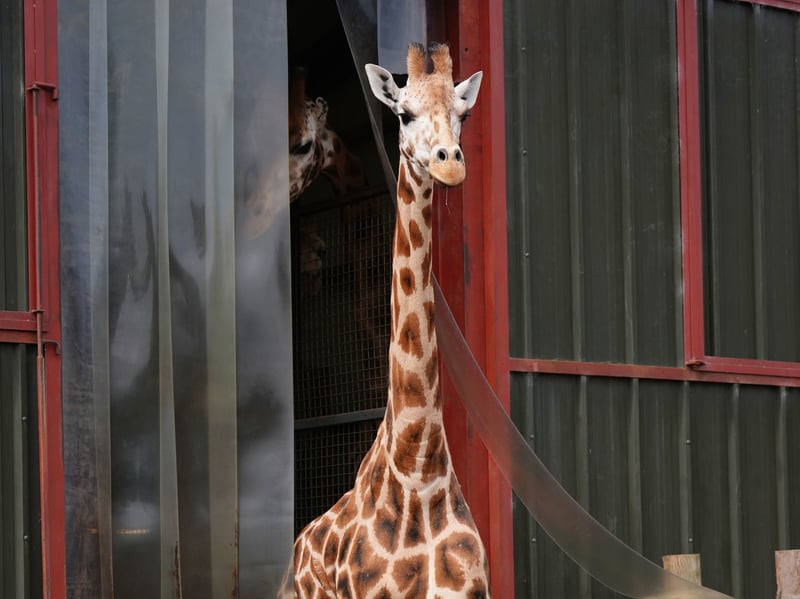 Noinin, a seven-year-old female Rothschild's giraffe, leaves its house at Blair Drummond Safari Park in Stirling. Picture: Andrew Milligan/PA Wire