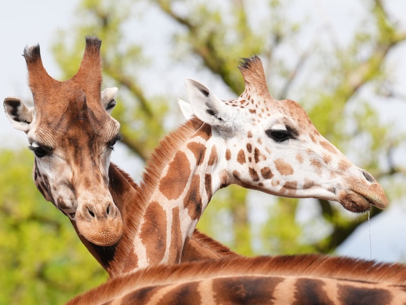 The 16ft giraffe travelled from Fota Wildlife Park in County Cork, Ireland, in a special transporter. Picture: Andrew Milligan/PA Wire 