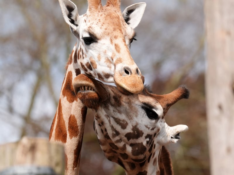 Kristine Fennessy Alexander, animal collection manager at Blair Drummond, said: “We’re thrilled to welcome Noinin to the park. Picture: Andrew Milligan/PA Wire 