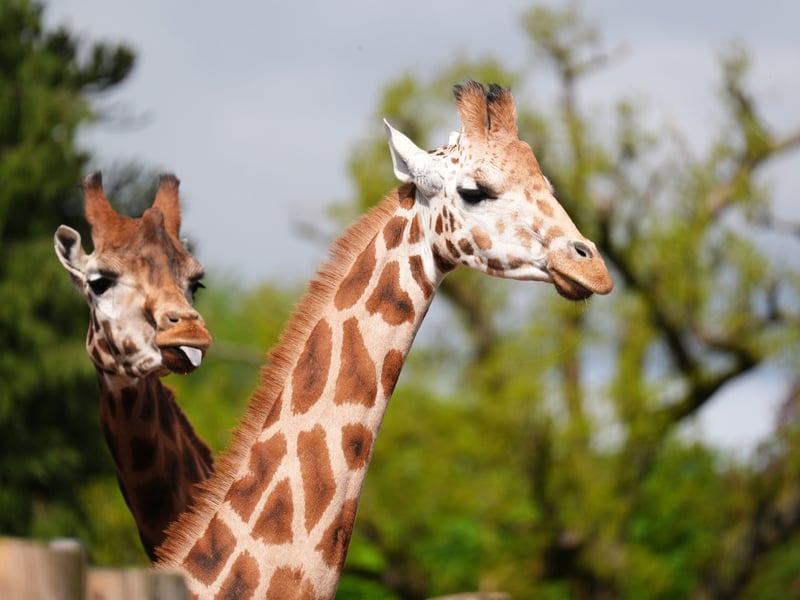 The pair are hoped to contribute to preserving genetic diversity and ensuring the long-term survival of Rothschild’s giraffes. Picture: Andrew Milligan/PA Wire 