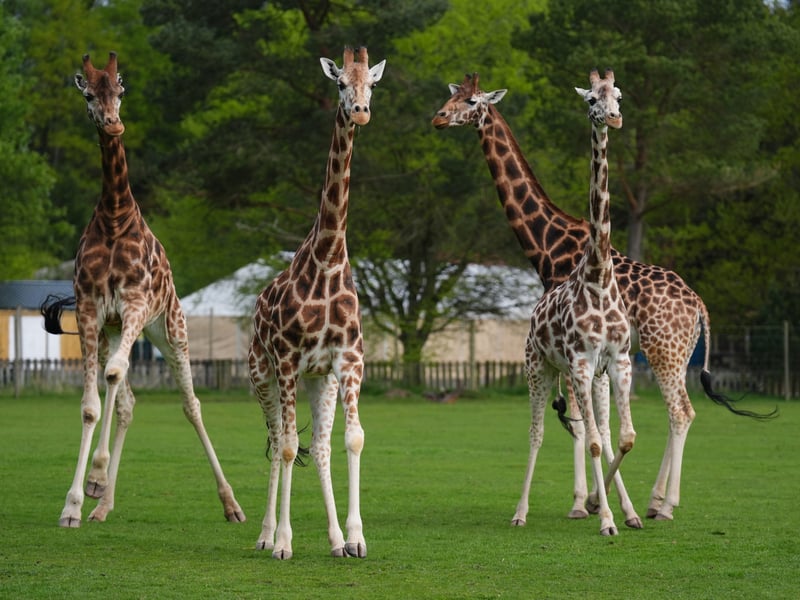 Noinin (centre), a seven-year-old female Rothschild's giraffe after leaving its house as it is mixed with the rest of the herd. Picture: Andrew Milligan/PA Wire