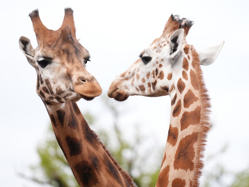 Noinin will be integrated into the giraffe herd as part of a carefully managed breeding programme aimed at supporting the survival of the species, and will live in a mixed species habitat. Picture: Andrew Milligan/PA Wire 