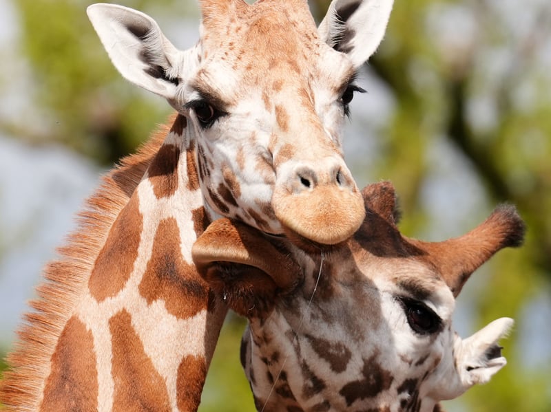 As part of the European Endangered Species Programme (EEP), Noinin is being introduced to Sifa, a Rothschild's giraffe who arrived at Blair Drummond in 2023. Picture: Andrew Milligan/PA Wire
