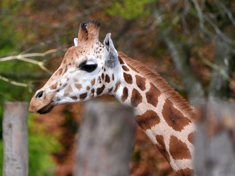 The species has seen a dramatic population decline of 30 per cent since the 1980s, with less than 2,000 remaining in the wild, according to zoologists. Picture: Andrew Milligan/PA Wire 