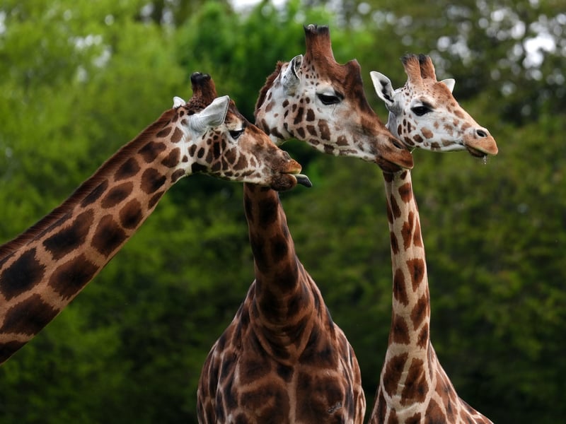 An endangered Rothschild’s giraffe has been welcomed to Blair Drummond Safari Park near Stirling in a bid to boost breeding. Picture: Andrew Milligan/PA Wire