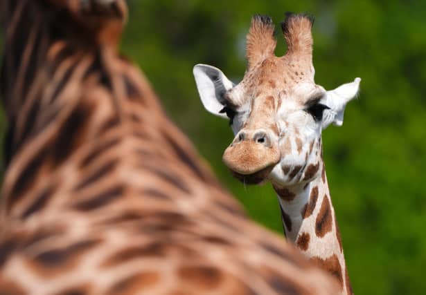 “Noinin has already begun exploring her new surroundings, and we are excited for her and Sifa to hopefully form a successful breeding pair,” said Kristine Fennessy Alexander, animal collection manager at Blair Drummond. Picture: Andrew Milligan/PA Wire