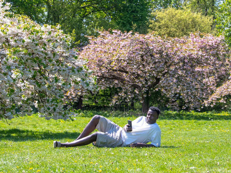 Alex Haspon relaxes by the blossom trees.