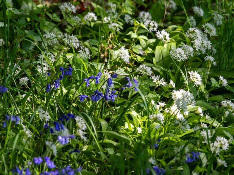 Spring flowers were in full bloom.