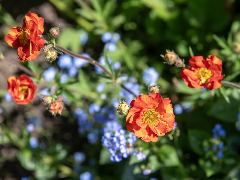 Golden Acre's floral displays provided a colourful backdrop.