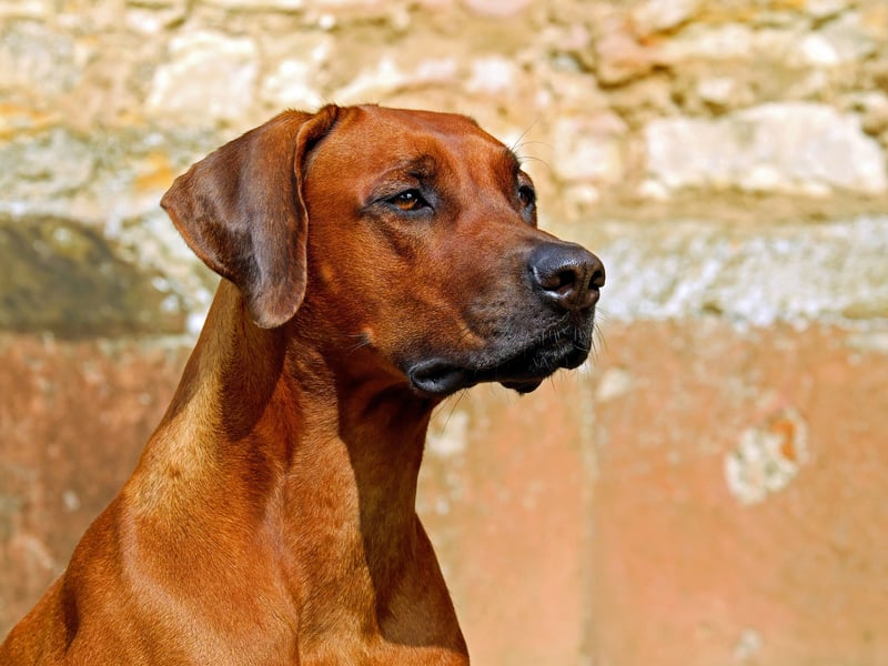 Originally bred to protect cattle from lions in their native Africa, it's perhaps not surprising that the Rhodesian Ridgeback still retains an aggressive streak. They are another breed particularly likely to show aggression towards people they don't know.