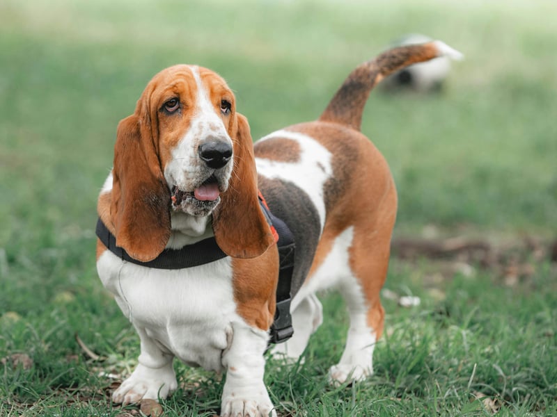 It takes serious amounts of energy to be aggressive - reserves that the notoriously lazy Basset Hound will be loath to dip into unless really needed.