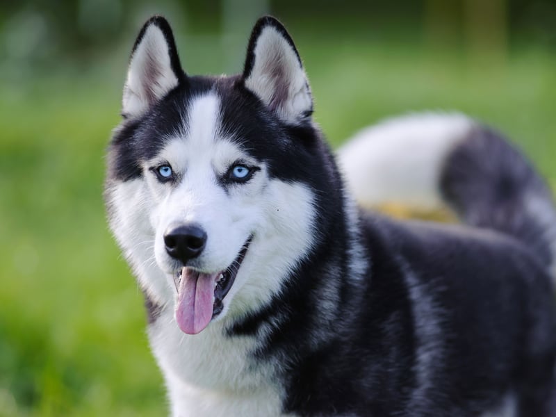 The Siberian Husky has been bred to pull sleds over miles of frozen tundra. If they aren't kept busy then their excess energy can spill over into aggression. In short, this isn't the dog for you if you don't have plenty of time to exercise them and keep them mentally stimulated. 