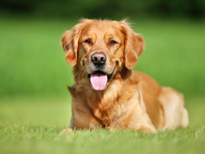 What's true of the Labrador Retriever is also usually true of close cousin the Golden Retriever. That's certainly true when it comes to levels of aggression. Other than enjoying a nibble of their owners when teething, this is a dog whose main emotion is love and devotion. 