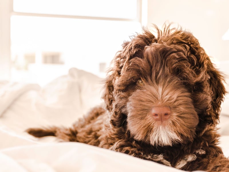 Sometimes aggression can be caused due to a lack of understanding so often the most intelligent dogs can be the least aggressive. The Portuguese Water Dog is one such bright spark that has the added bonus of being low-shedding so suitable for allergy sufferers.