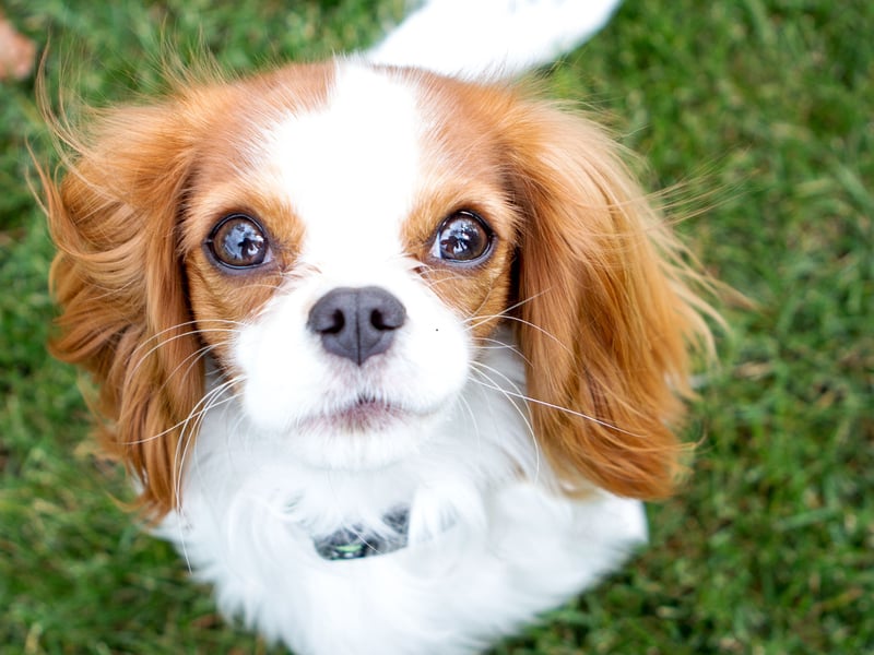 As puppies, you could be forgiven for mistaking a Cavalier King Charles Spaniels for a suddly stuffed toy. If treated well they present about the same level of danger to humans.