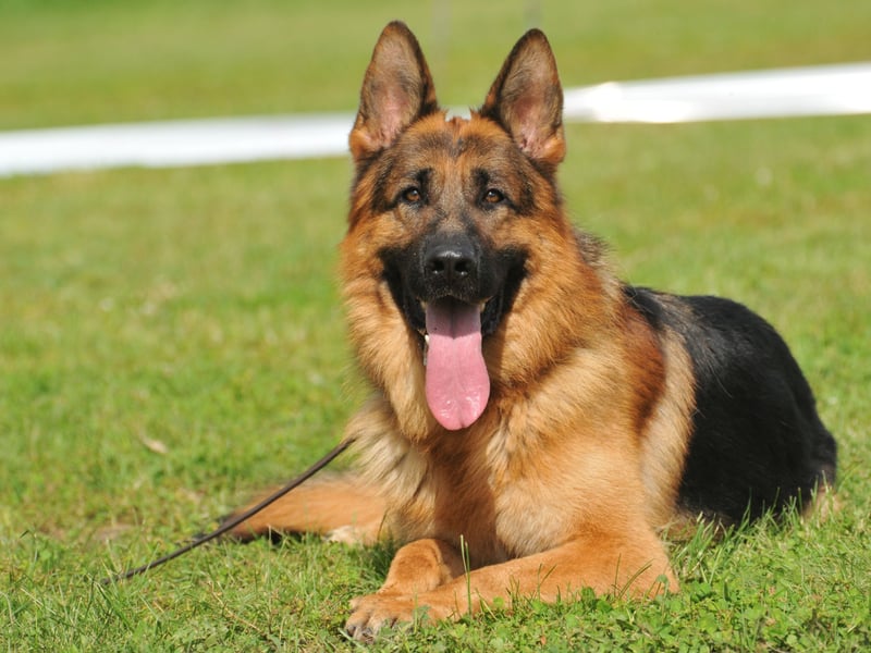 Aggression isn't always a bad thing in a dog - the German Shepherd's temperament means that it excels as a forces dog, police dog and guard dog. While it's not a dog to get on the wrong side of, if the aggression is channelled in the right way it can be a great pet that is sure to protect its beloved family.