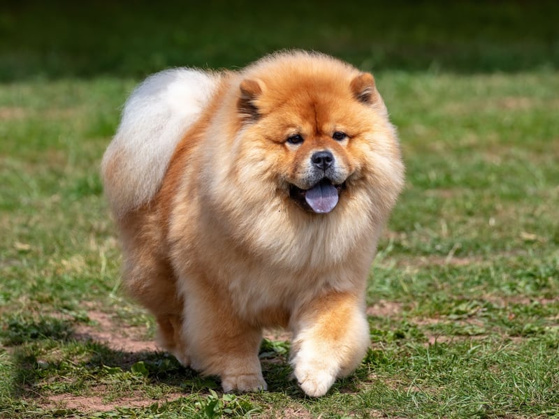 The huge Chow Chow is another dog that should only be considered by experience dog owners. It is a breed that has a dominant personality which can turn to aggression to assert that dominance.