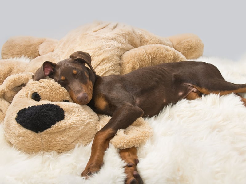 Dobermanns are usually fiercely loyal to their owners but that can also result in signs of aggression to strangers. Early socialisation is a must with this muscular breed. 