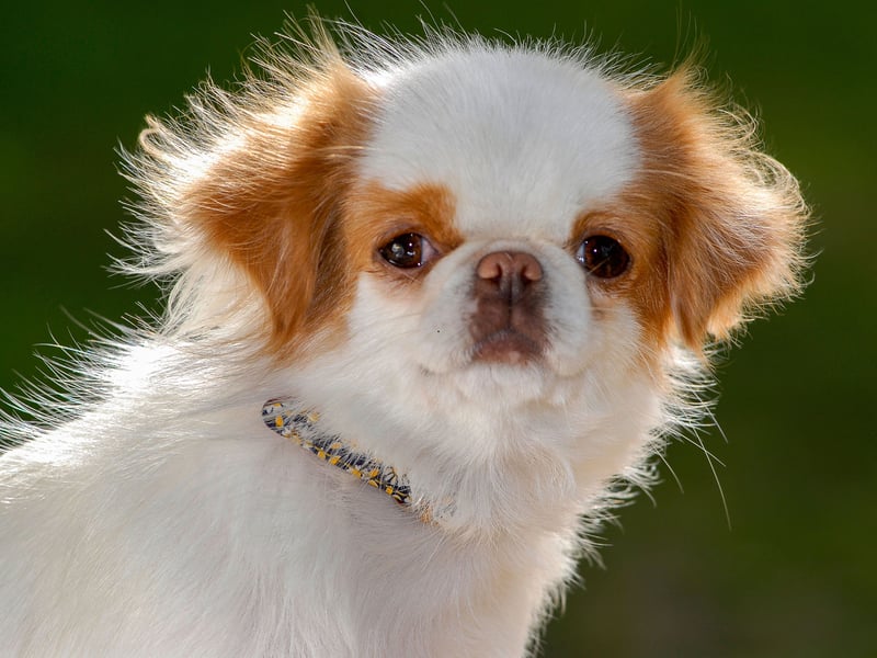 A more unusual breed in the UK, the Japanese Chins are known for their sweet, loving, and affectionate nature. They may well be vocal when it comes to strangers coming into their homes, but that's pretty much where any aggression will stop.
