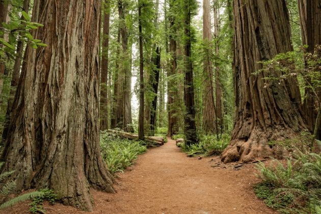 The towering redwood trees of Redwood National Park famously portrayed the lush forests of the moon of Endor in Return of the Jedi, home to the Ewoks and the site of a crucial battle against the Empire.