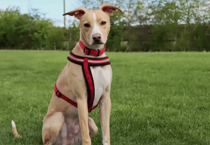 Archie is a cheeky and excitable young chap who is going to keep his new owners on their toes. He needs owners who are going to be dedicated to his training, and around during the day as he does not like to be left. He is looking for owners who are as active as he is and who can help keep entertained with lots of exercise but also plenty of fun, games and mental enrichment.