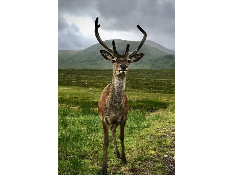 A friendly deer poses for a picture in Glencoe.