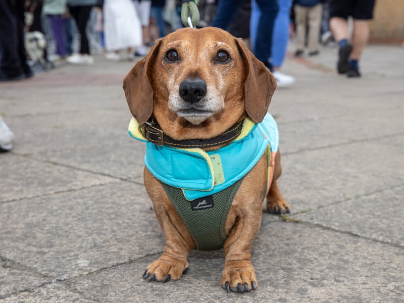 Hundreds of people turned out to celebrate VE Day on Hayling Seafront over the weekend.

Pictured - Hank the sausage dog from Hayling

Picture: Alex Shute