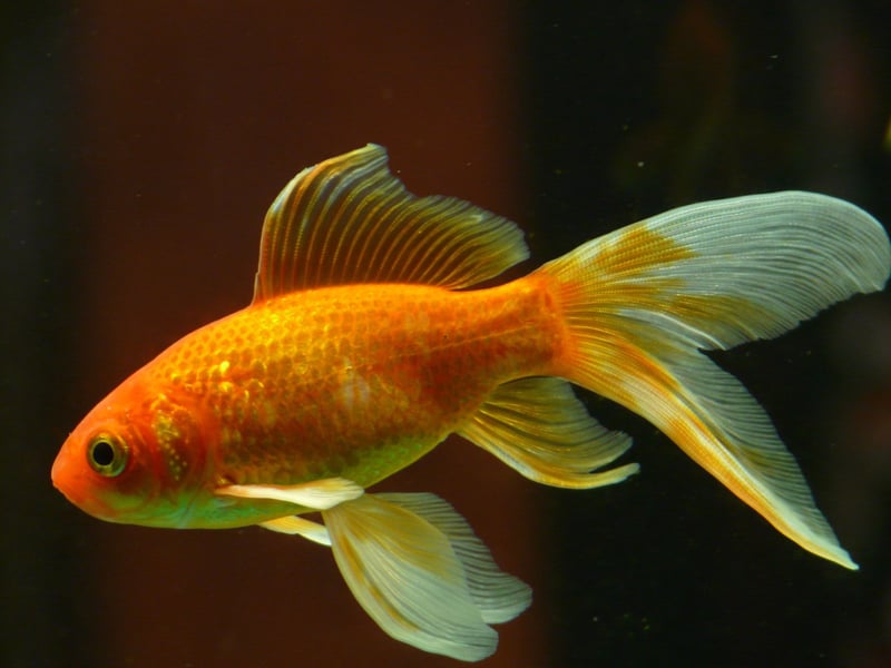 The humble goldfish can live for a long time if looked after properly (NOT in a tiny bowl). They tend to live for at least 10 years, but it's not unusual for them to live for as long as 30.