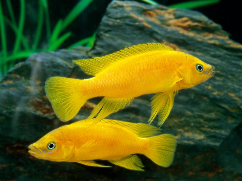 The stunningly coloured Lemon Cichlid comes from the Africa great lake of Tanganyika - the second largest freshwater lake on the planet. They live for around six years.