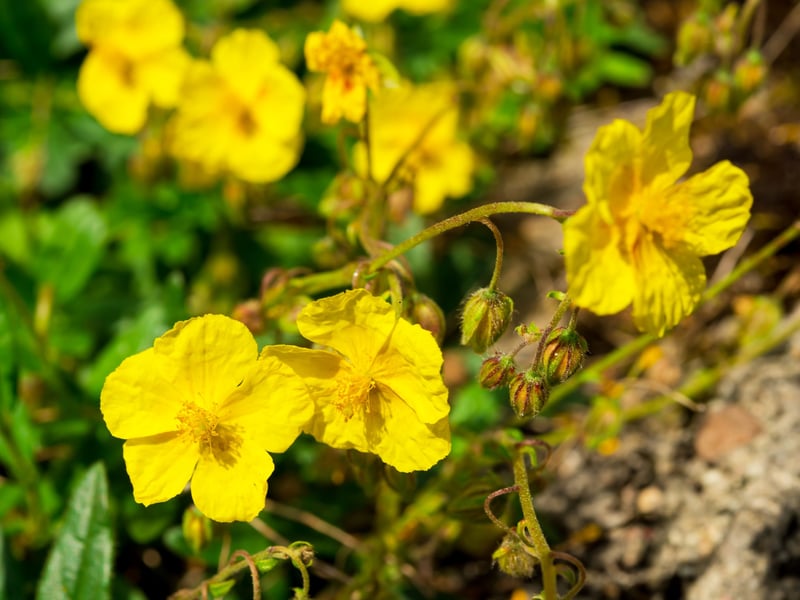 Another prodigious bloomer, the Rock Rose comes in a range of colours, with pink and yellow perhaps the most popular with horticulturists. It will produce flowers in sandy beds from late spring all the way through to the end of summer. It's great for dry borders with poor soil where other plants may struggle to survive.