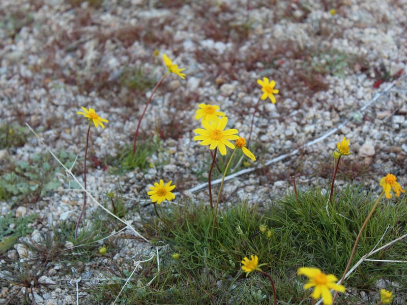 Easy to grow in sandy soil, Tickseed produces yellow daisy-like flowers that bloom over a long season, from the middle of spring well into autum. 