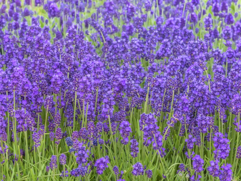Despite the name, English Lavender is native to warmer climates such as the e Mediterranean coastline and parts of Africa, Asia and the Middle East. It thrives in well-drained sandy soil that gets plenty of sun. Highly fragrant with purple blooms, it's as popular with bees and butterflies as it is with gardeners. It's an ideal plant for borders, rock gardens, and low-maintenance planting schemes in Scotland.