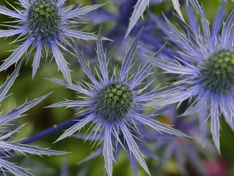 As the name would suggest, the pretty Sea Holly loves it by the seaside. It's a fan of dry, sandy soils and plenty of sun. It's distinctive spiky blue flowers add texture to coastal gardens. Despite the name it's not related to the holly commonly associated with the festive season.