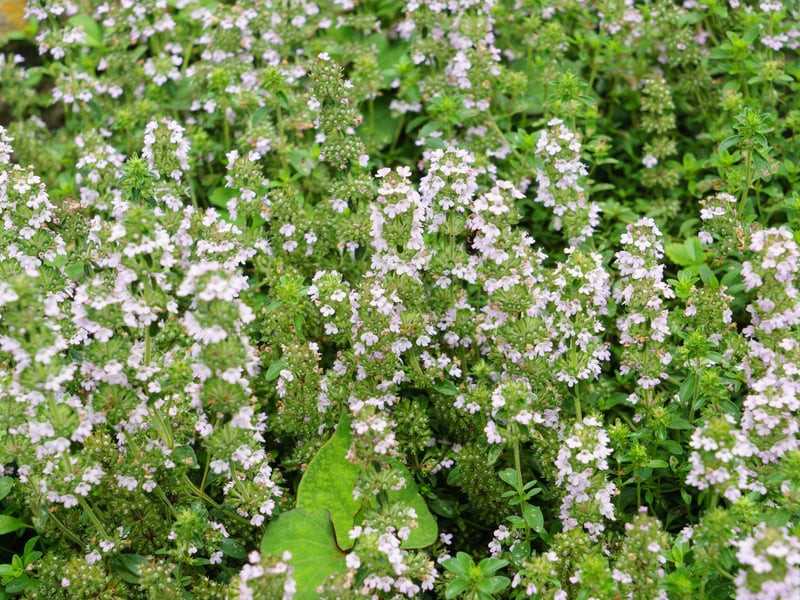 An aromatic herb that produces tiny flowers in summer. It prefers sunny, well-drained sandy soil, provides excellent ground coverage, and you can dry it and use it in your cooking.