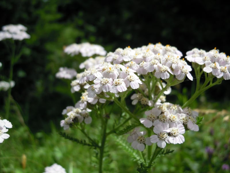 Yarrow is a plant that will happily tolerate poor sandy soils in Scotland and foesn't even need much water to thrive. It has flat-topped flower clusters that come in various colors and have the added bonus of attracting pollinators into gardens. Even when not blooming, it has attractieve fern-like leaves which are a great addition to a border.
