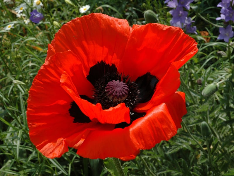 Bloom don't come much more dramatic than produced by the stunning Oriental Poppy. Their showy flowers appear in early summer and as long as they get plenty of sun they'll grow beautifully in sandy soil. A word of warning though, their foliage dies back after they flower, so you'll want other plants to grow alongside them to provide coverage year-round.