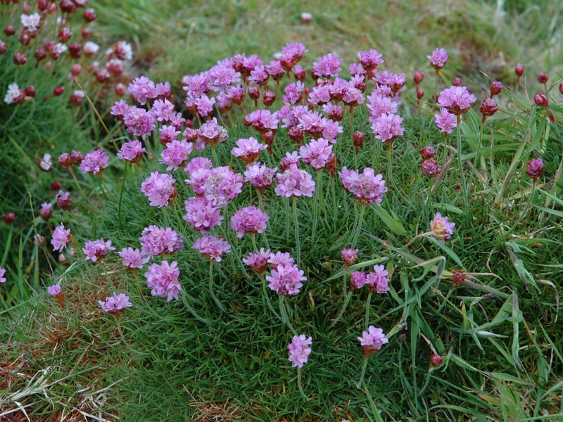 Also sometimes known as Sea Pinks, the Sea Thrift is native to Scotland where it can be found on the coast - so is perfect to add to sandy gardens where it will make itself very much at home. It's a compact wee plant with tufts of grassy leaves and pink or white pom-pom flowers appearing in spring. It's also a perfect choice to pop in pots.