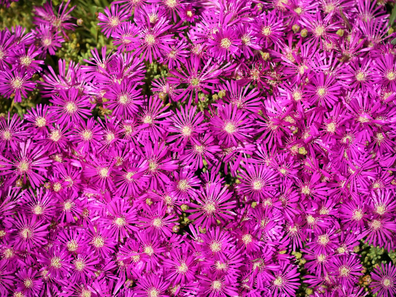 If you're looking for plenty of flowers in your sandy garden then the Ice Plant is a great choice. It produces dozens of starry flowers in late summer and has succulent leaves that look attractive all year round. A popular plant for rock gardens, they attract insects to their pollen-rich blooms.