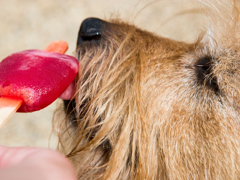 Just like us, dogs appreciate a cooling treat on a warm day, and it’s a great way to help them stay hydrated too. While dogs shouldn’t consume regular ice cream, there are plenty of safe and tasty alternatives. Try slicing up some banana and popping it in the freezer, or spread a small amount of your dog’s favourite treat onto a lick mat and freeze it for added enrichment. You can also make simple frozen lollies at home by placing a few pieces of their favourite  kibble in an ice cube tray, topping it up with water, and freezing. It’s an easy and affordable pet-friendly way to help your dog cool off while giving them a fun and rewarding snack.