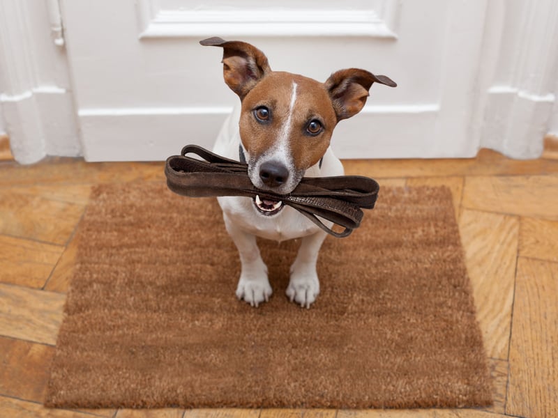 During hot weather, paved surfaces such as tarmac can become dangerously hot for dogs, potentially leading to painful burns on their paws. In fact, when the air temperature is just 25°C, tarmac can soar to an astonishing 52°C. With forecasts predicting temperatures of 29°C this week, it's best to avoid walking your dog during the warmest parts of the day. Instead, opt for walks early in the morning or later in the evening when it's cooler. If you're unsure whether the ground is safe, try the palm test: place your palm on the pavement, and if you can’t comfortably hold it there for at least seven seconds, it’s too hot for your dog.