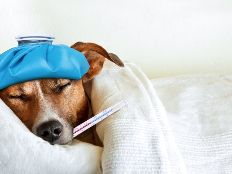 Heatstroke is more than just your dog feeling a bit too warm; it’s a serious medical condition that can be life-threatening if not treated promptly. If you suspect your dog may be suffering from heatstroke, it’s important to seek veterinary attention immediately. One of the most common early signs is excessive panting, but there are other symptoms to be aware of, including: Rapid or laboured breathing, excessive thirst, lying on their side or collapsing, lethargy or weakness, appearing unresponsive or unusually quiet, signs of agitation or stress, vomiting and lack of coordination or stumbling. Early intervention is key, so keeping a close eye on your dog’s behaviour during hot weather can make all the difference.