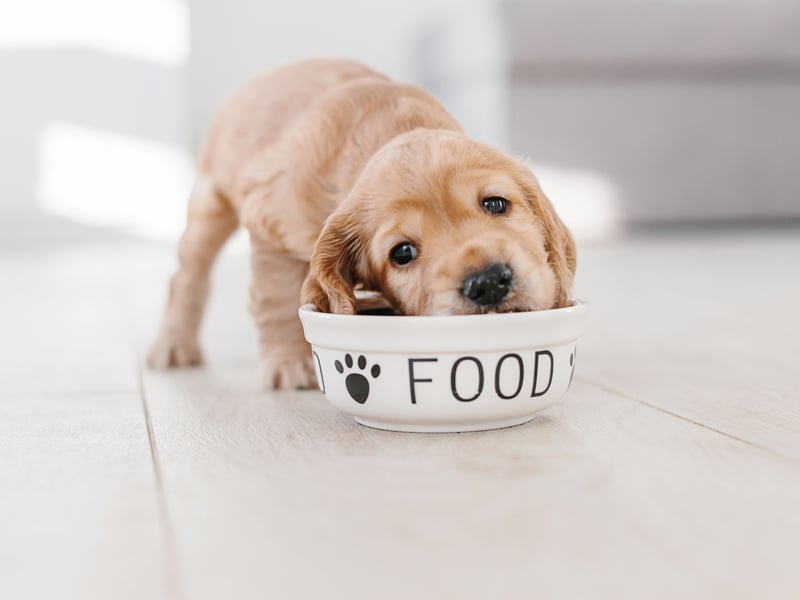 When the weather warms up, it's not uncommon for dogs to show a reduced appetite, particularly if they’re spending more time indoors or going on shorter, less active walks that don’t build up the same level of hunger. To ensure they still receive the nutrition they require, consider offering smaller meals more frequently throughout the day. This can make it easier for your dog to eat at a pace that’s comfortable for them in the heat. If you notice more significant or prolonged changes in their eating habits, consult your vet for advice. 