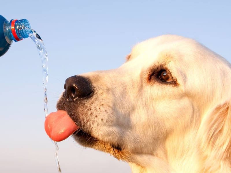 Whether you're out and about or staying cool at home, one of the most important things for you, your dog, and any other pets is staying properly hydrated. Make sure your dog always has access to fresh water, topping up their bowl regularly, especially if it starts to run low. Whether you use a standard water bowl or a pet fountain, try to place it in a cool, shaded area of your home to help prevent the water from warming or evaporating too quickly. When you're on the move, carry a portable water bowl or a dog water bottle. Many of these bottles come with a built-in lid that doubles as a bowl, making it easy and convenient to offer your dog a refreshing drink wherever you are.