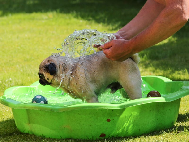 For a fun and effective way to help your dog cool down, consider setting up a paddling pool in the back garden where they can splash and play. Just make sure there’s plenty of space for them to move around, unless you fancy getting soaked yourself! If your dog prefers to stay indoors, you can create a relaxing chill-out zone by closing the curtains to block out the sun and placing a fan nearby to keep the air circulating. It’s a simple yet effective way to help your dog stay cool and comfortable during warmer days.