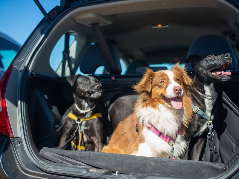 One of the most important things to remember during warm weather, is to never leave your dog unattended in a car, especially when temperatures rise above 20°C. Even with the windows slightly open or if you’re stepping away for a short time, the risk is significant. Dogs can begin to suffer from heatstroke in as little as 15 minutes without proper ventilation. This is because cars act like greenhouses, trapping heat and becoming much hotter inside than the outside air. If you're planning to travel by car on a hot day, it's often safer and kinder to leave your dog at home in a cool, well-ventilated space.