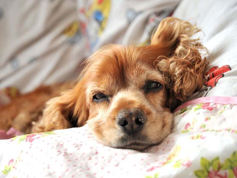 Fourth place goes to the Cocker Spaniel - the UK's most popular breed of spaniel for a number of years. The English Cocker Spaniel is the 'original' Cocker Spaniel, with its American cousin created in the 20th century from differing breeding specifications in the US. The English breed has a wider and flatter head, eyes set wider apart, lower-hanging ears and thicker fur.