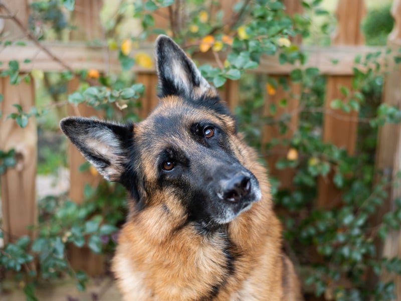 Completing the top five dream dogs, according to the research, is the German Shephed. One of the world's most useful dogs, the German Shepherd was originally bred as a herding dog but now is popular for everything from disability assistance and search-and-rescue work, to helping the police hunt criminals and serving in the army. They also make wonderful companions.