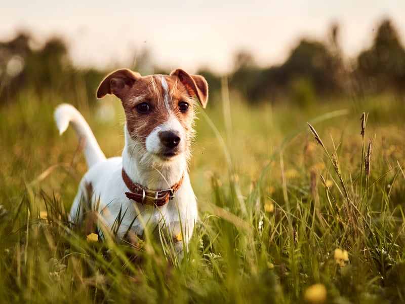 Named after the Reverend Jack Russell, who first bred them back in the early 19th century, over 200 years later the Jack Russell Terrier is still a popular pup for prospective pet owners. 